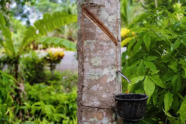 Kautxua plastifikatzea eta nahastea